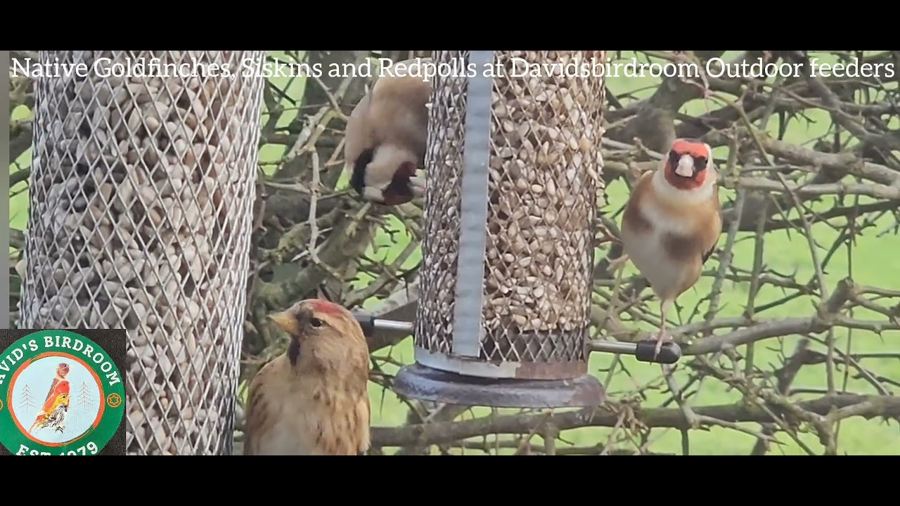 8 Minutes of Native Birds, Goldfinches, Siskins, Redpolls and more.
