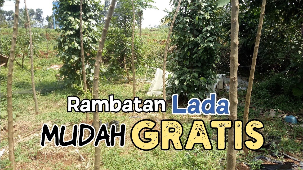 Cara  Membuat Rambatan Tanaman Lada yang Mudah | Berkebun Lada Mrica