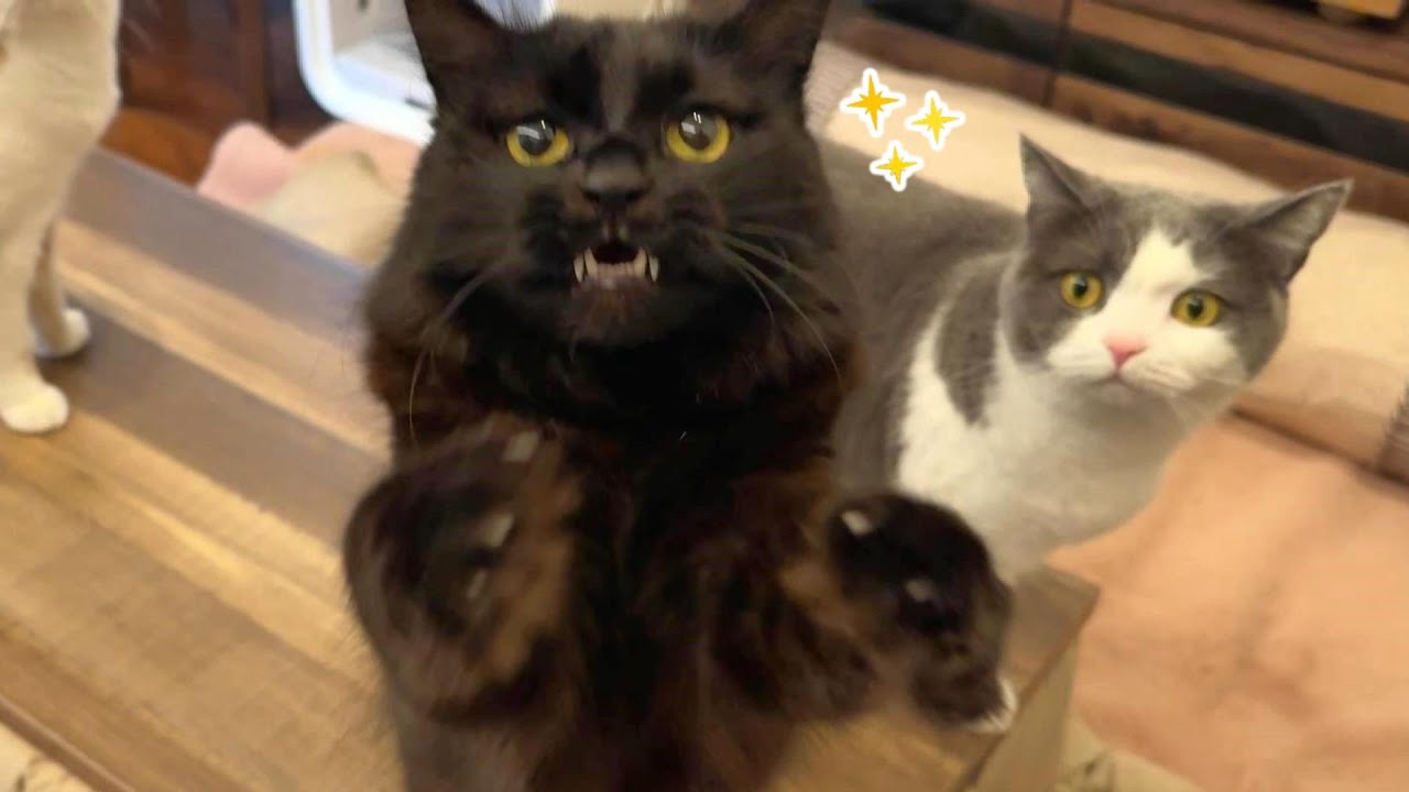 瞳をキラキラさせながら喜ぶ猫が可愛すぎた　