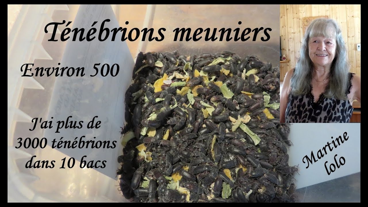 Élevage vers de farine, activités du 14 janvier 2023, transfert de bac, récupérer les œufs pondus