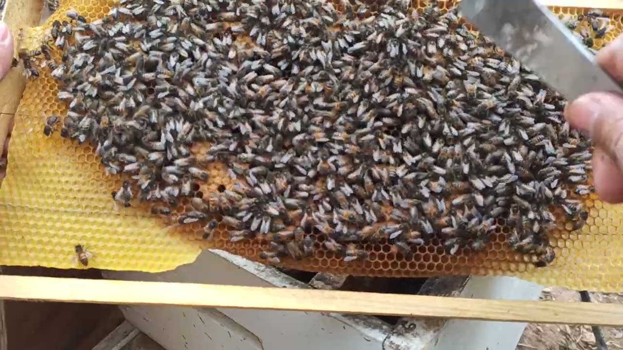 لماذا النحل يبني بيوت ملكية فارغة في الاطارات ؟؟!!!!