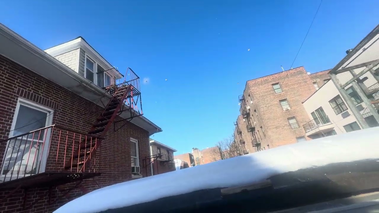 Flying in extremely cold weather  (14)2026 #pigeon #birds 