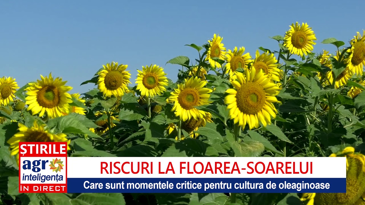 Tehnologie de nutritie si stimulare Floarea Soarelui - propusa de Aectra
