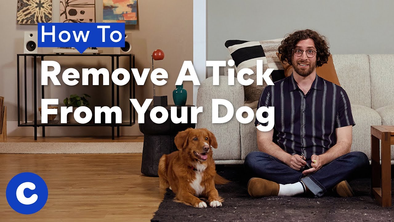 How To Remove A Tick From Your Dog | Chewtorials