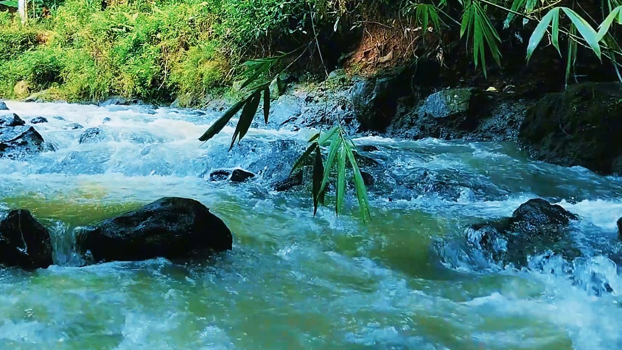 DEEP SLEEP River Sounds (Authentic) 🌊 Babbling Brook (No Music - Real Nature) Insomnia & Relaxing