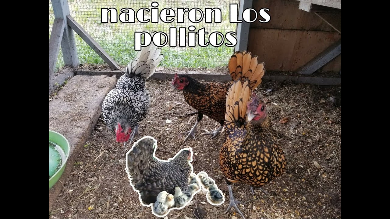 Nacieron Los pollitos sebrights