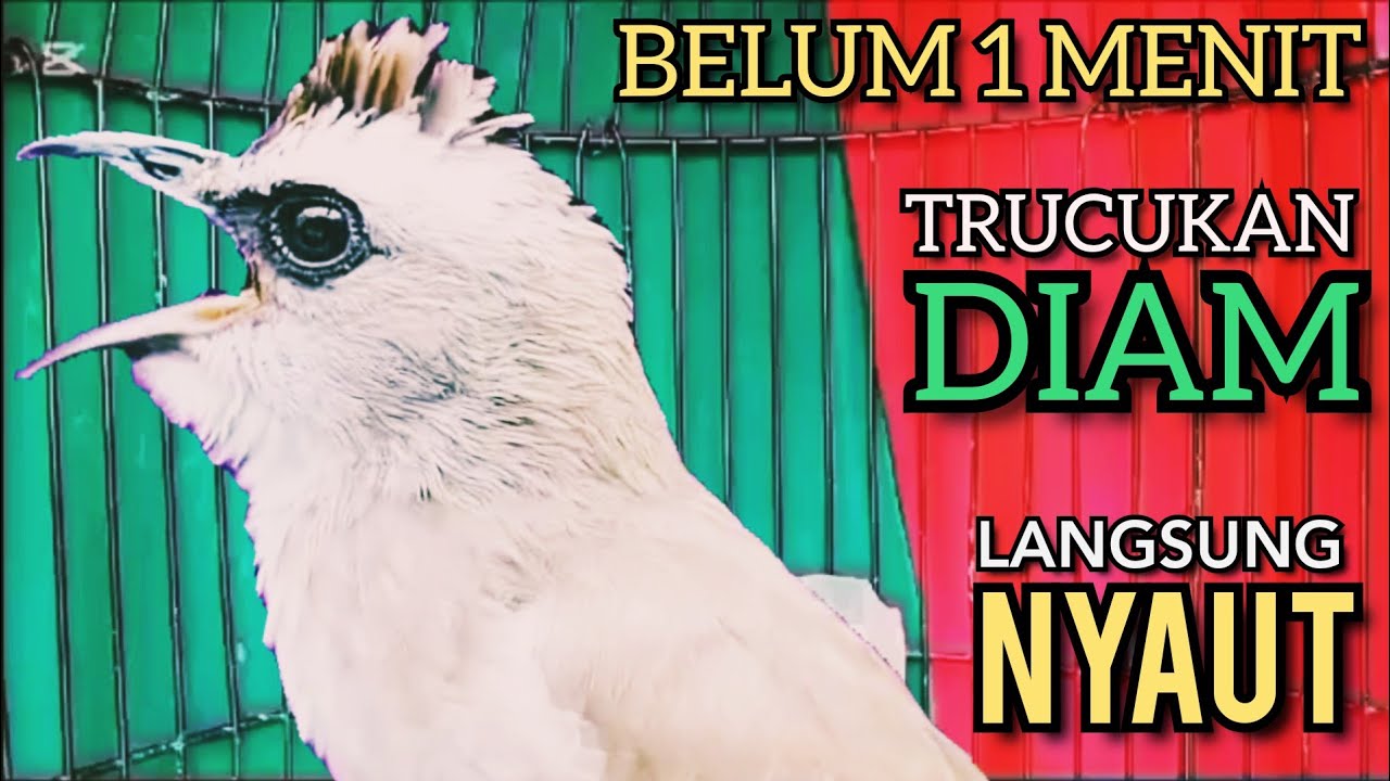 Trucukan Ombyokan trucuk Bahan PAUT BISU PASTI BUNYI DENGAR SUARA TRUCUK GACOR NGALAS NGROPEL INI ‼️