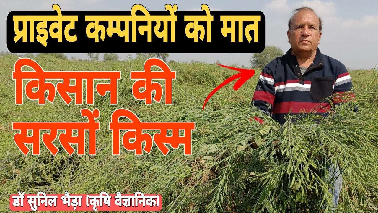 किसान ने विकसित की सरसों RTB 16 किस्म- पुरे देश मे तहलका🔥12 क्विं/एकड़ से ज्यादा पैदावार 🔥 सस्ता बीज