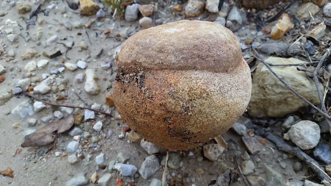 Rockhounding gravel roads, banded zebra chert, Missouri