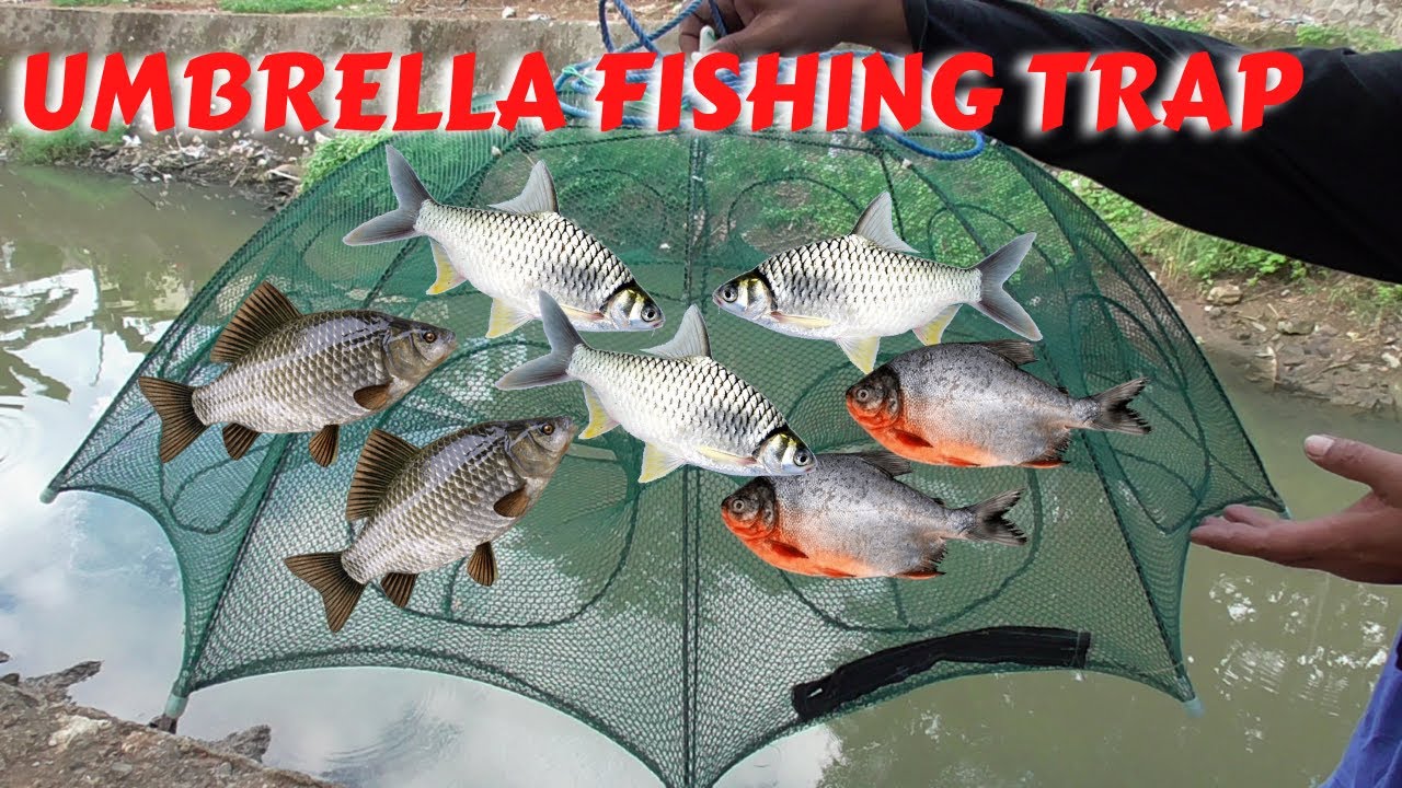 Umbrella Fishing Trap - Catching Fish in the River use Folding Umbrella Fish Trap