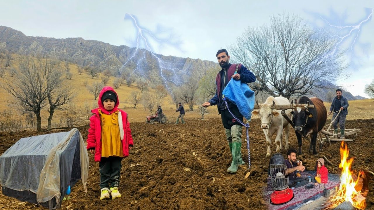 Survive heavy rain in nomadic life Planting barley in the mountains