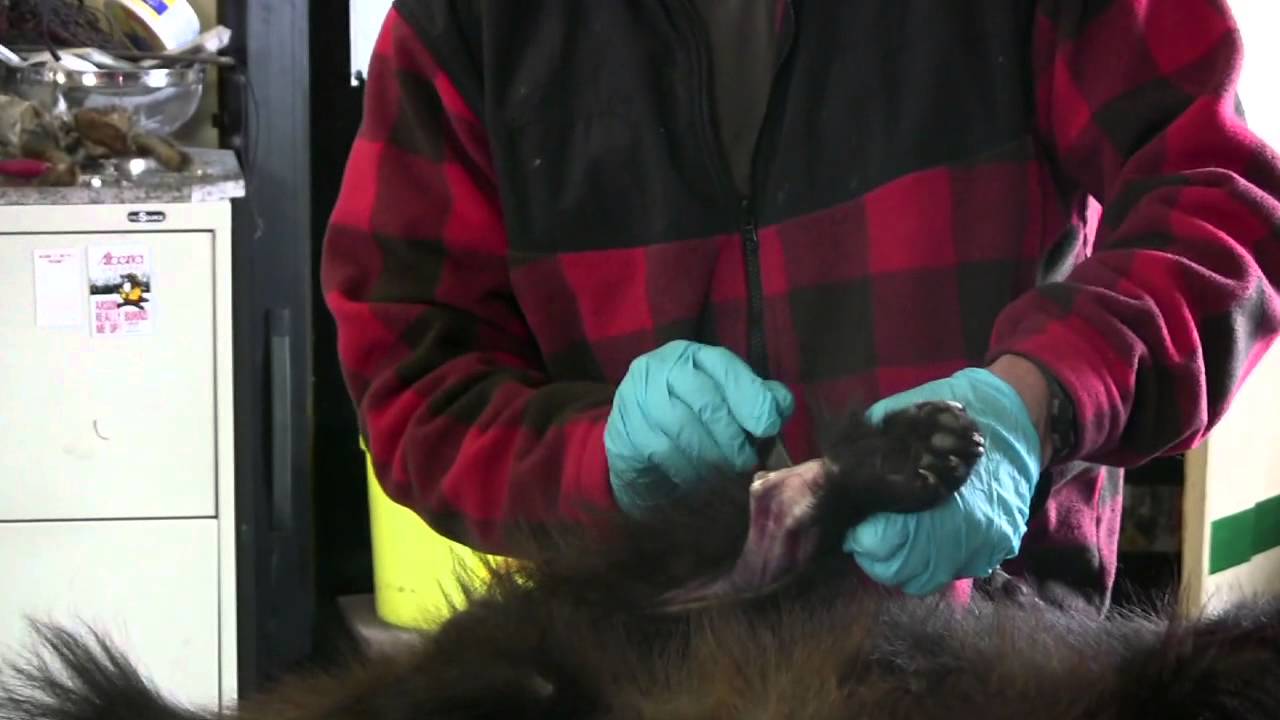 Gord Klassen and the life of a trapper