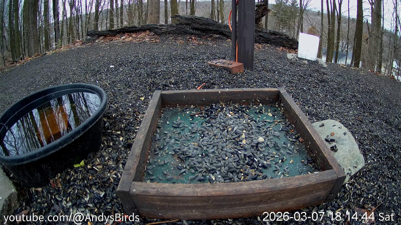 🔴 LIVE Ground Cam - Birbs and Squirrels