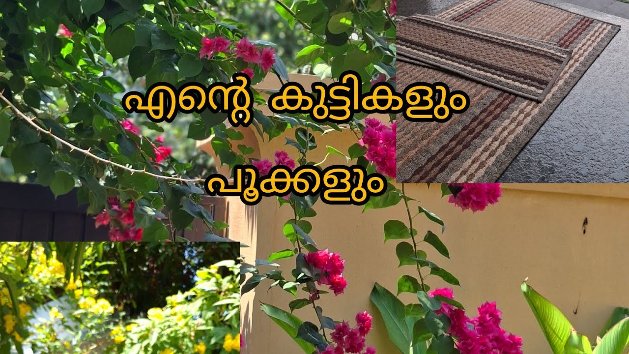 എന്റെ വീട്ടിലെ വൈകുന്നേരം ഇങ്ങനെയൊക്കെയാണ്. evening vlog