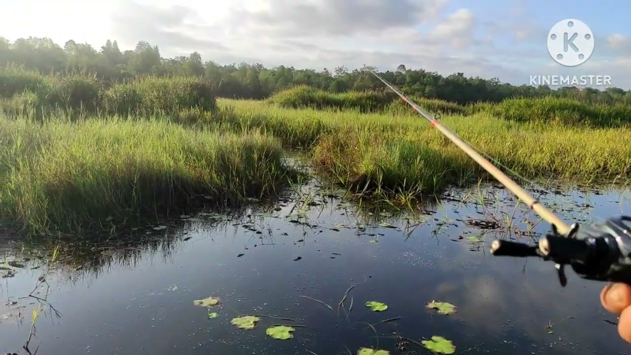Memasuki spot ikan gabus,kerandang danau Toman Kalimantan 