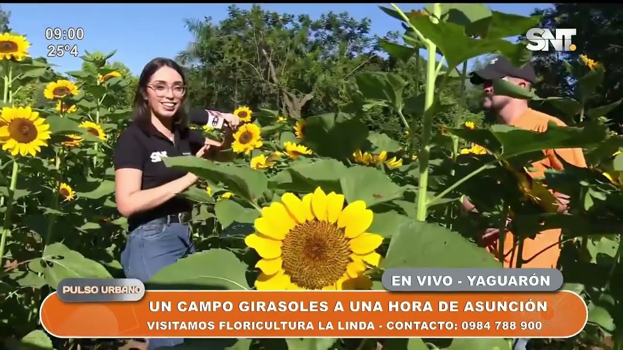 Un campo de girasoles a una hora de Asunción