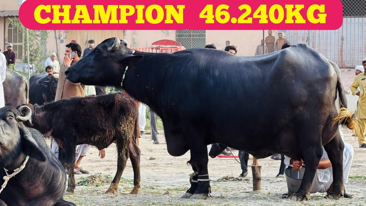 Champion 🏆 46.240 kg || Mahi Dhood Mela 2026 Faisalabad || Top 5 High Milking Buffaloes 