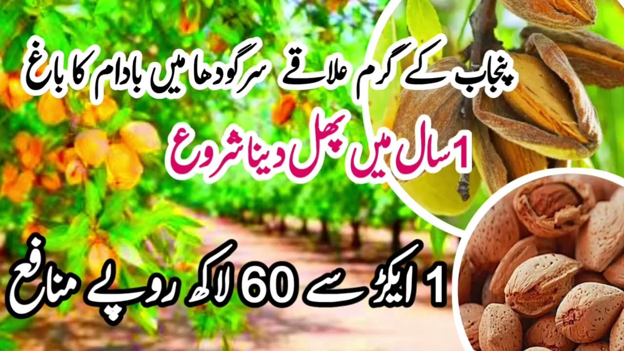 Almond tree farming in Pakistan Punjab Sargodha 