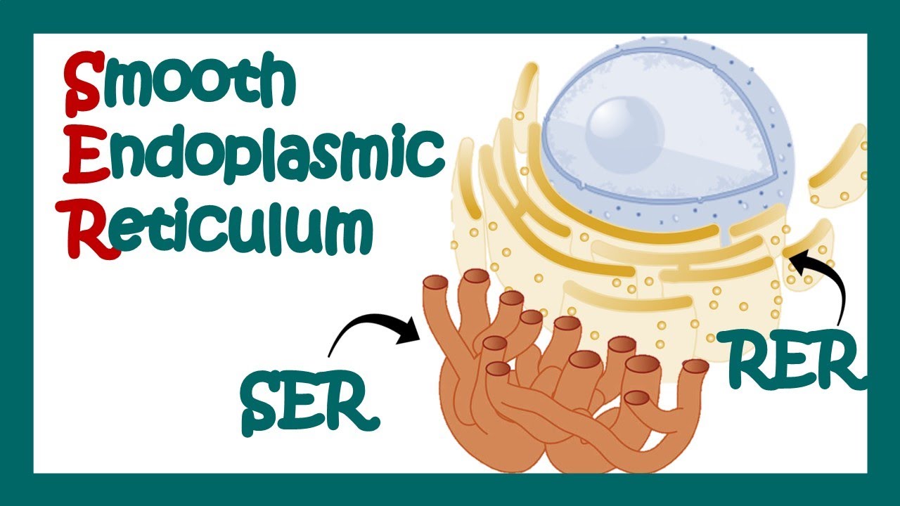 Smooth endoplasmic reticulum | SER | What is the function of smooth endoplasmic reticulum? |Cell bio