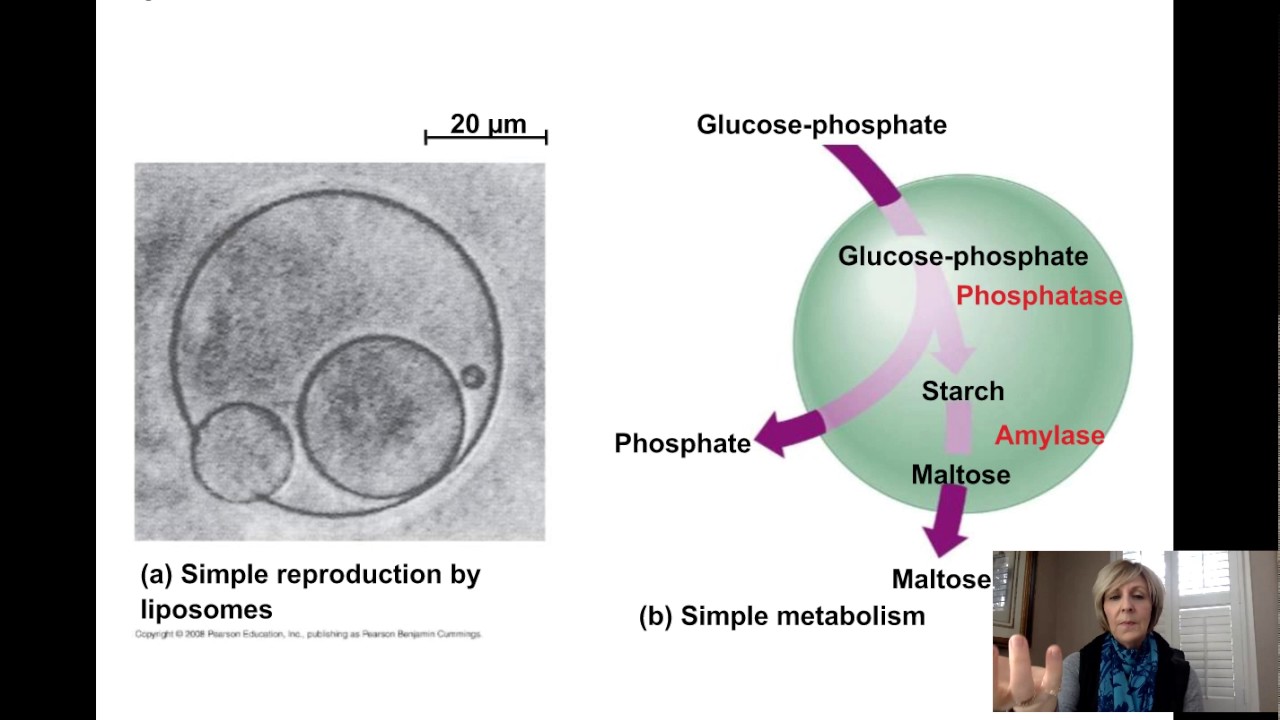 History of Life on Earth & Evolution - APBio Lecture Foy