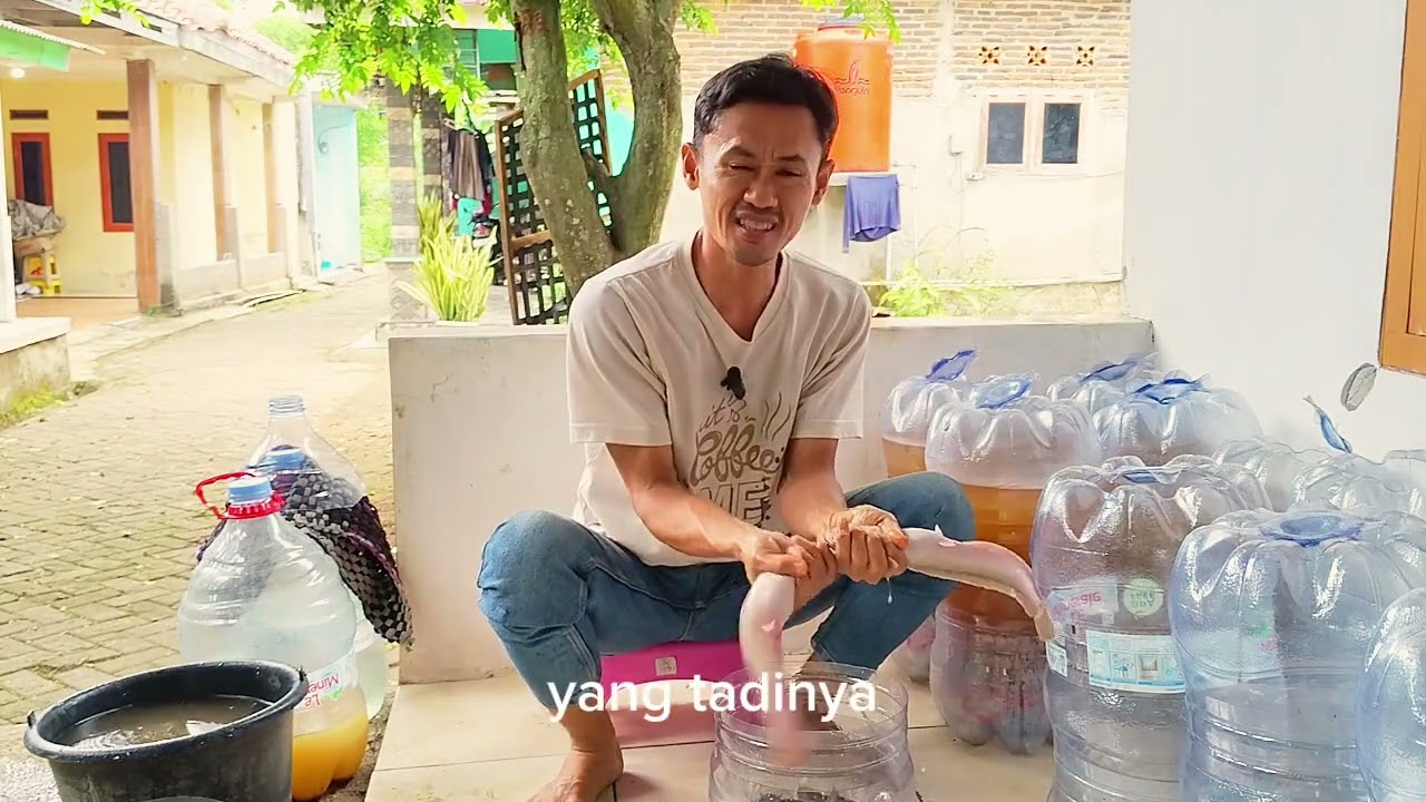 Panen Lele Dalam Galon