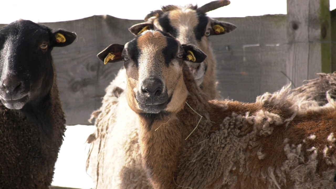 Der Winter und die Tiere im Kulturpark