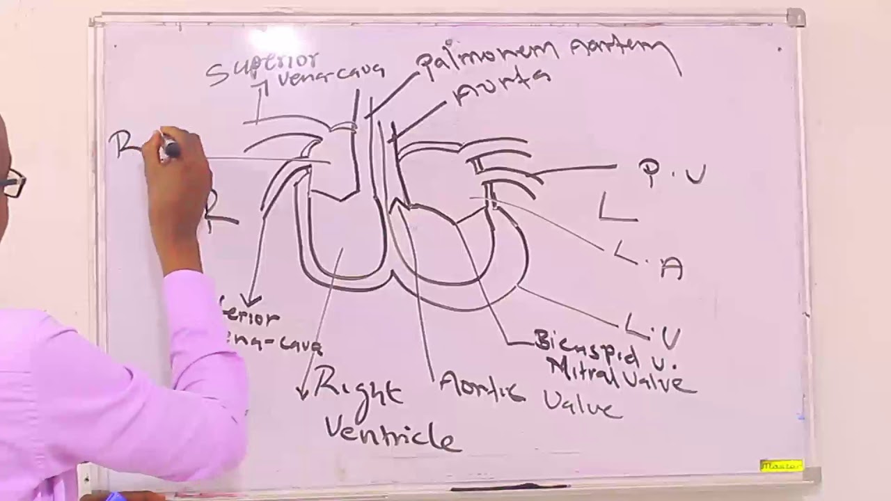 shaqada wadnaha (chambers, valves, layers, circulation)