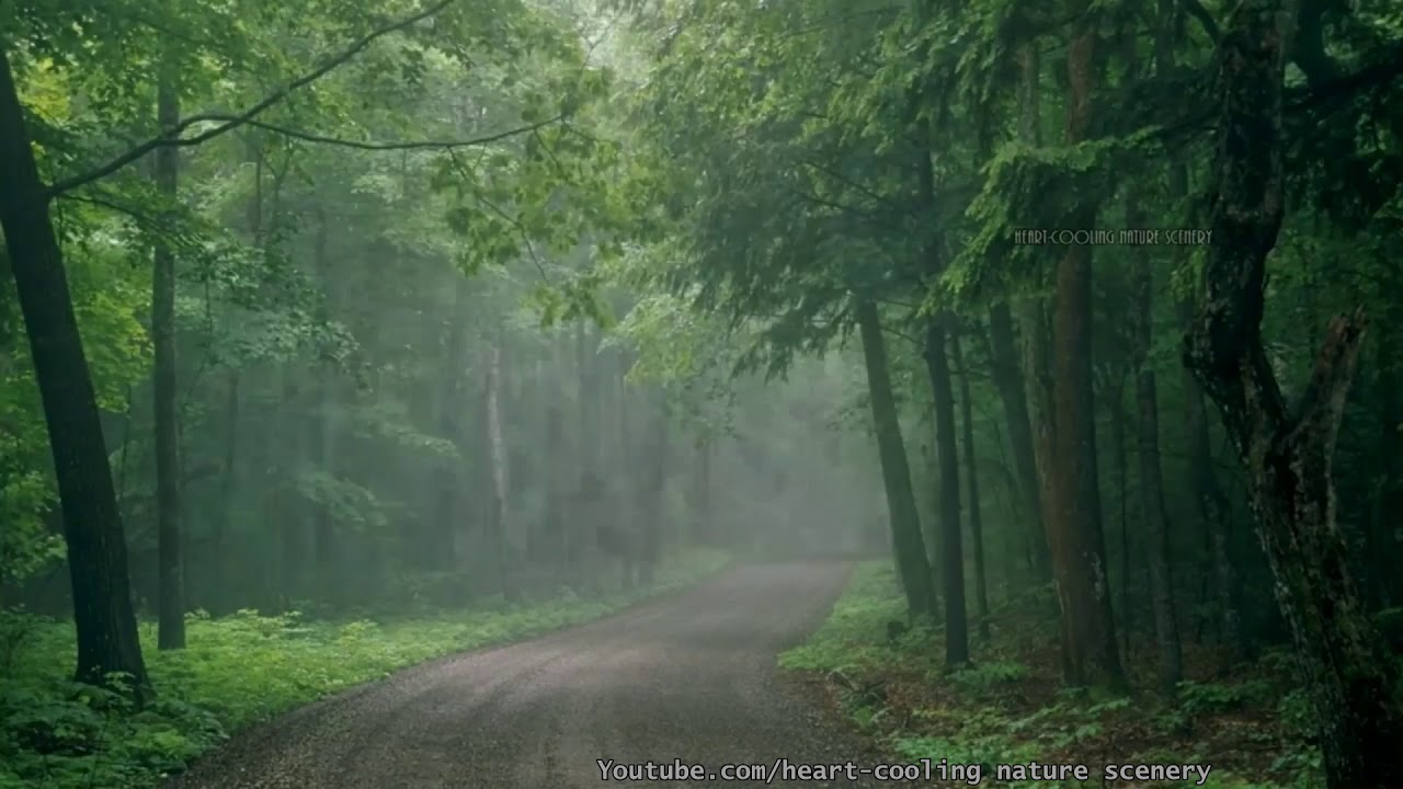 Soothing Rain Sound- Mind Relaxation- Forest Rain with soothing background music for sleep