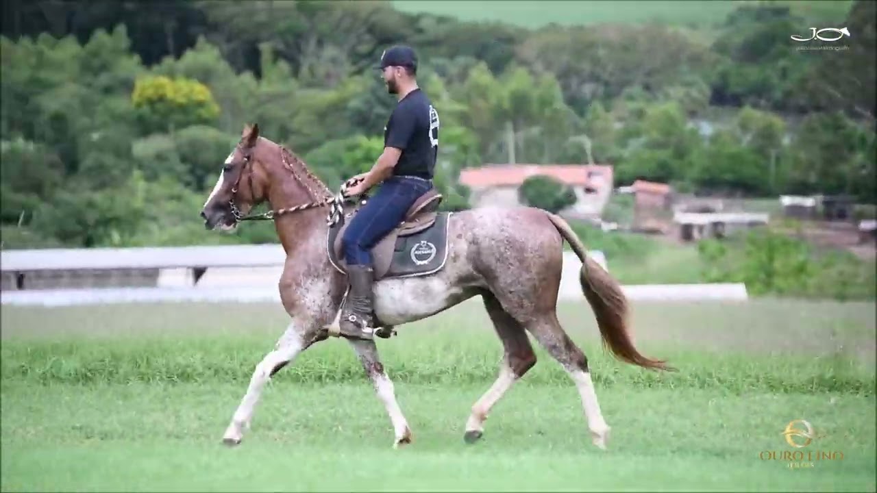 Urutu VJC (T.E.)
