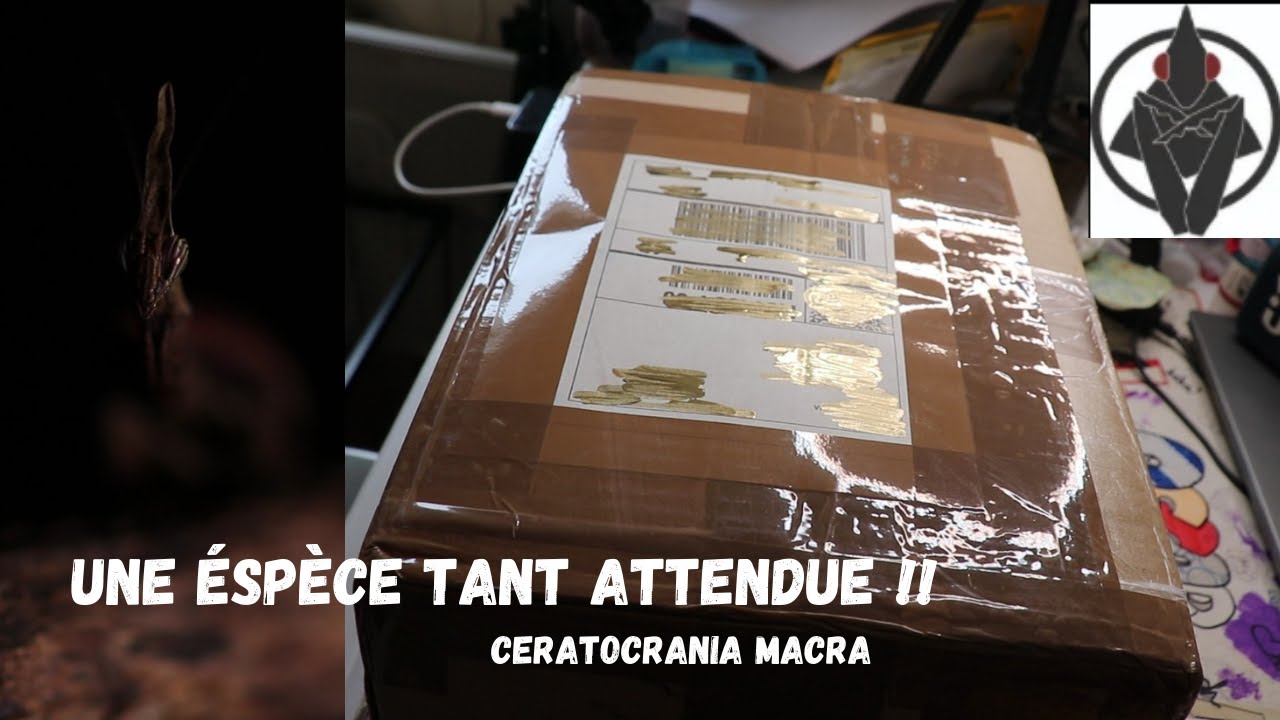 UNE ESPECE TANT ATTENDUE EST ENFIN LA !!! (Ceratocrania Macra)