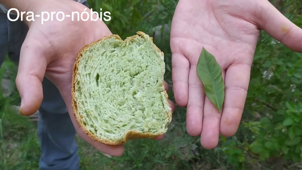 PÃO DE ORA PRO NOBIS - Como fazer o Pão Verde de Proteína! Da colheita ao prato!