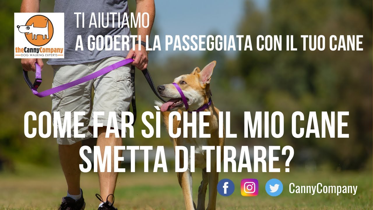 Come Aiutare Un Cane Che Tira Al Guinzaglio | Collare Per L’addestramento