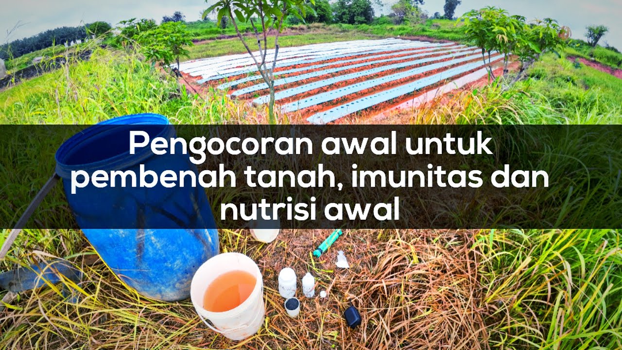Pengocoran awal sebelum tanam cabai dilahan lempung merah