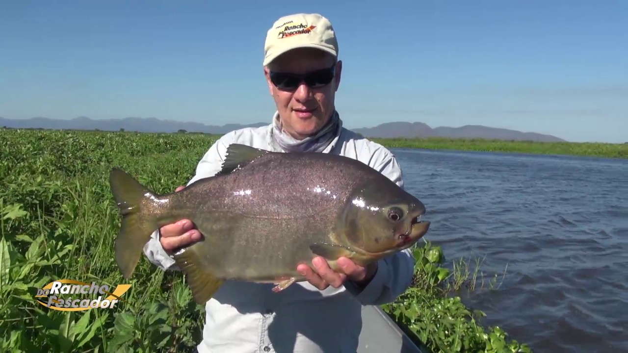 Todos os peixes do Pantanal em uma Pescaria - bloco 1