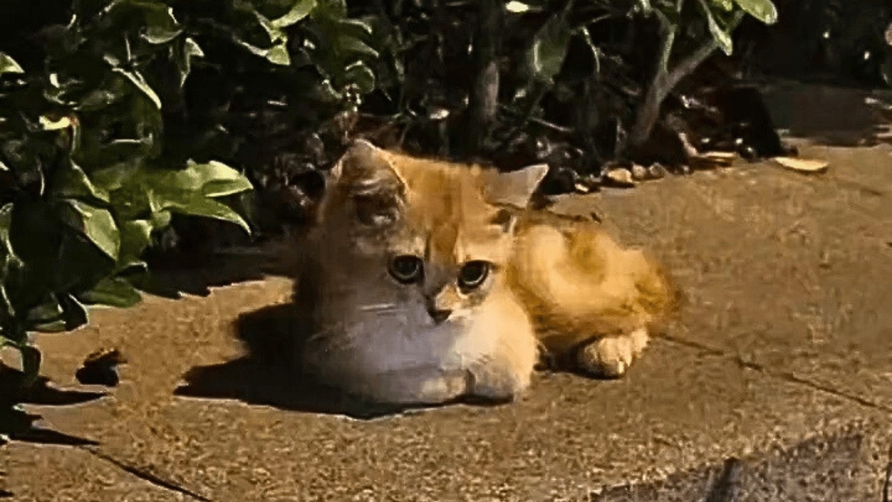 Котёнок со сломанной лапой, брошенный, ждал там хозяина, но встретил девушку, что полюбила его.