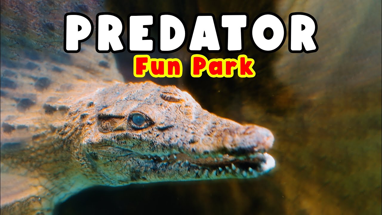 🔴 PREDATOR FUN PARK dari JATIM PARK Group Batu, Malang Jawa Timur | Cinematic Video - Harga Tiket