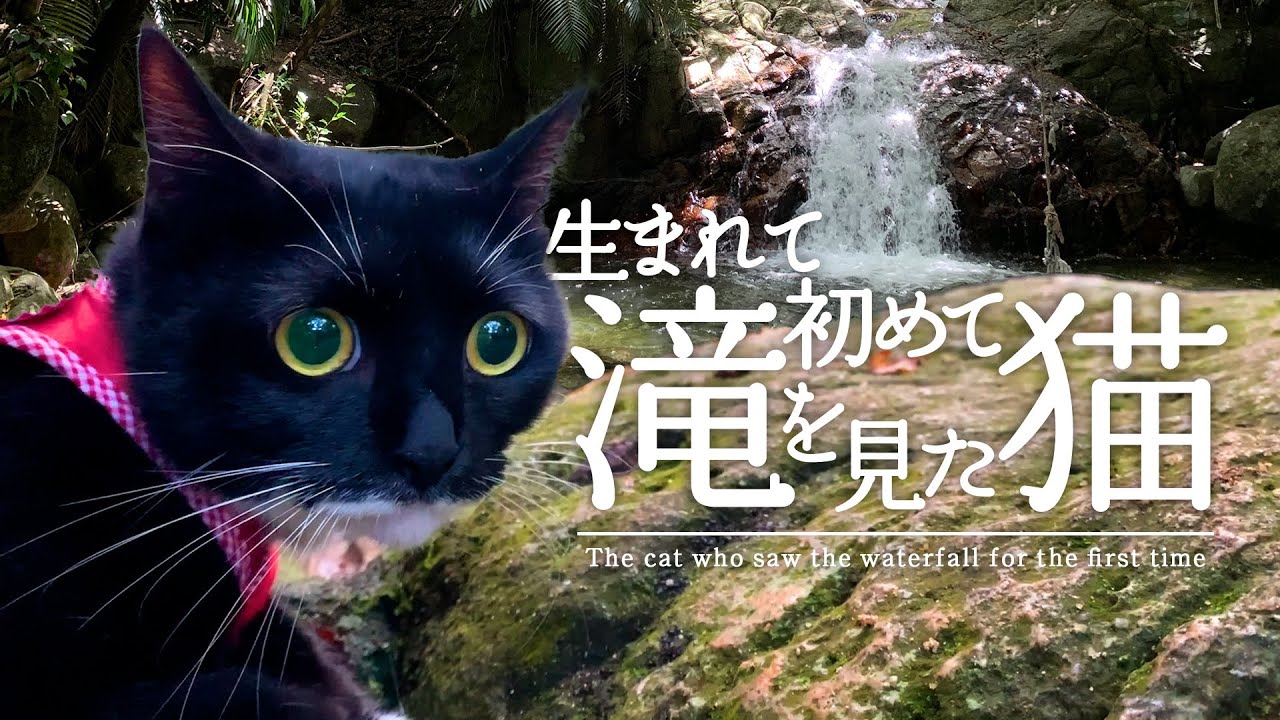 生まれて初めて「滝」を見た猫。石垣島〜荒川の滝〜