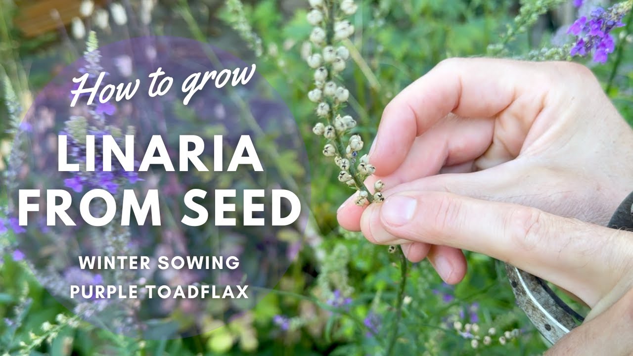 How to Grow Linaria from Seeds to Flowers | Winter Sowing Guide | Perennial Garden