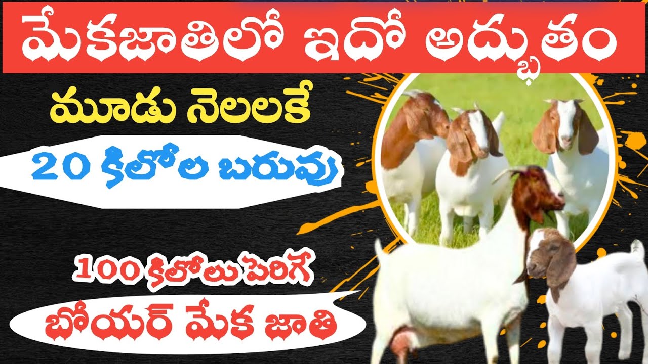 BOER GOAT BREED - Advantages and Characteristics - అధిక బరువు పెరిగే బోయర్ మేక జాతి లక్షణాలు.