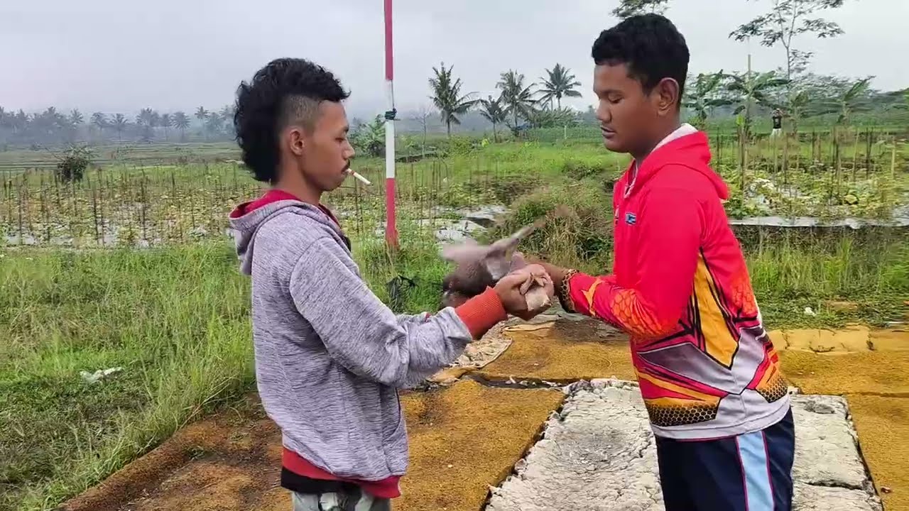 CUACA TIDAK MENDUKUNG LOB MERPATIKU DI KOLONG 