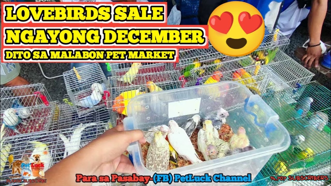 LOVEBIRDS SALE EVERY SATURDAY AND SUNDAY DITO SA HULONG DUHAT MALABON PET MARKET