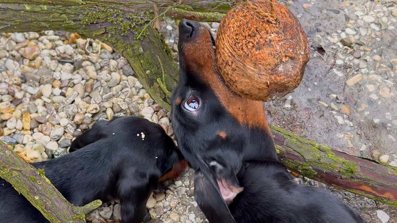 Loulou steals bird food. Family Diary.