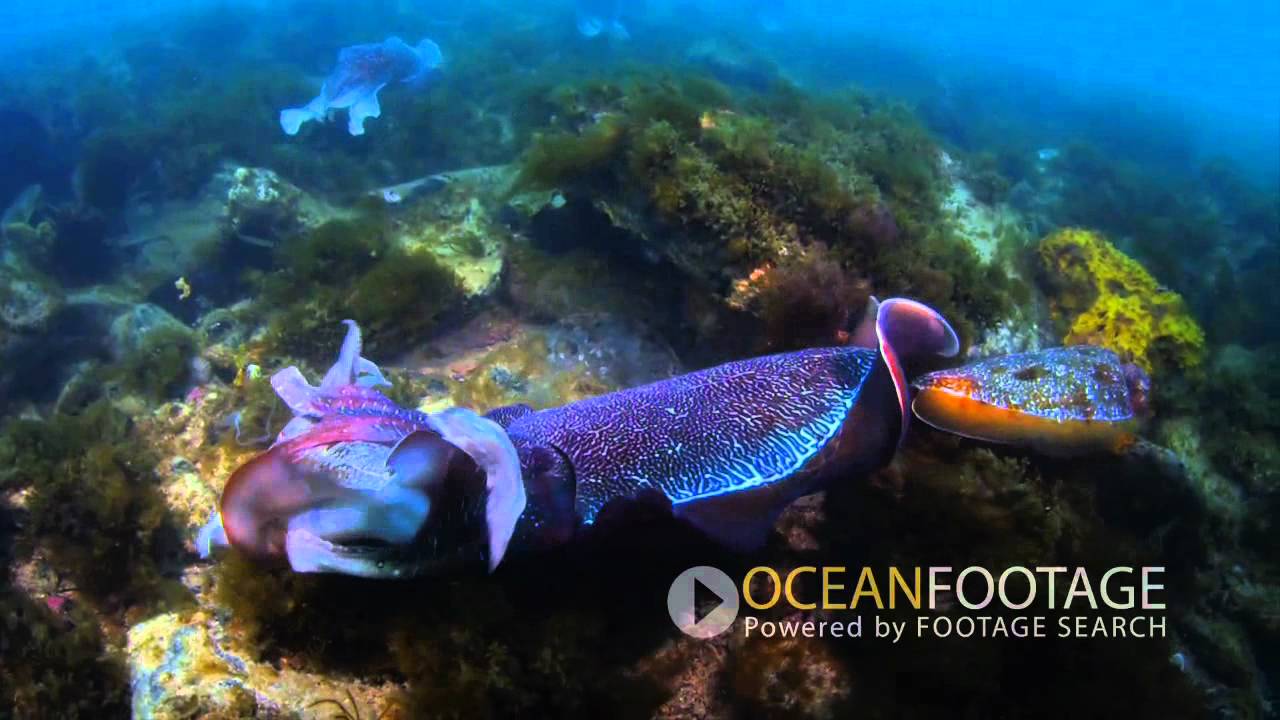 Cuttlefish Courtship and Mating Behavior