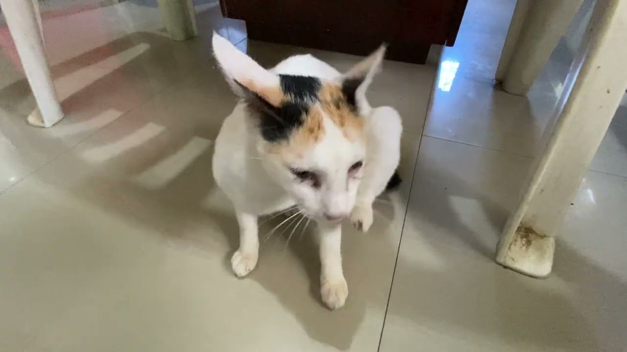 MING MING ANG PUSANG MAKULIT