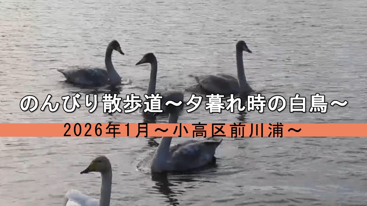 のんびり散歩道～夕暮れ時の白鳥～　2026年1月～小高区前川浦～