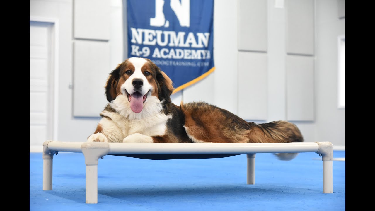 Peanut (Great Pyrenees x Bernese Mountain Dog Mix) Puppy Camp Dog Training Video Demonstration