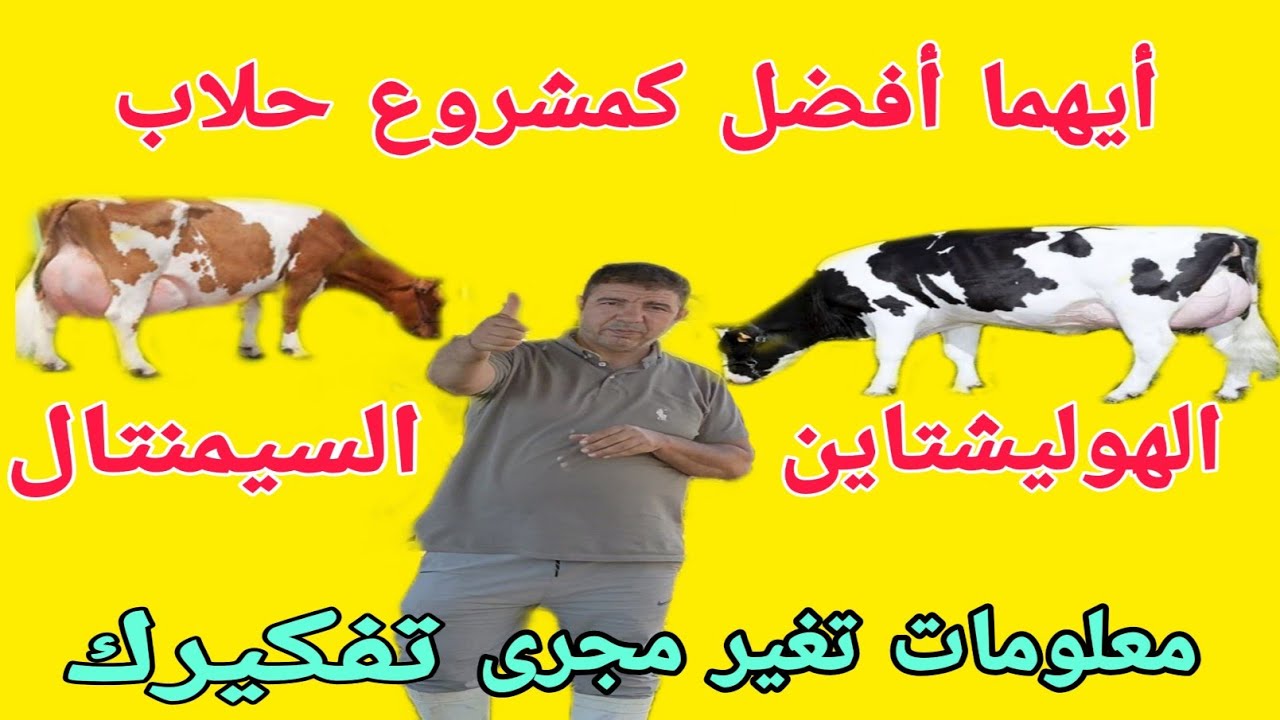 ايهما أفضل لمشروع الحلاب؟؟.البقر الهوليشتاين ام البقر السيمنتال..د/السيد الطوخي.اسرار سجلات المزارع