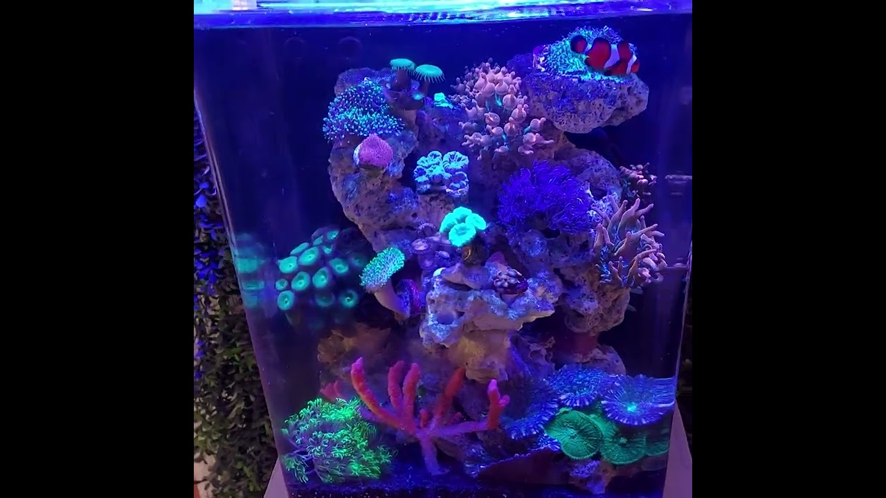 Acuario marino Mi experiencia con un Nano Reef y Corales Blandos con luz Prime 16HD