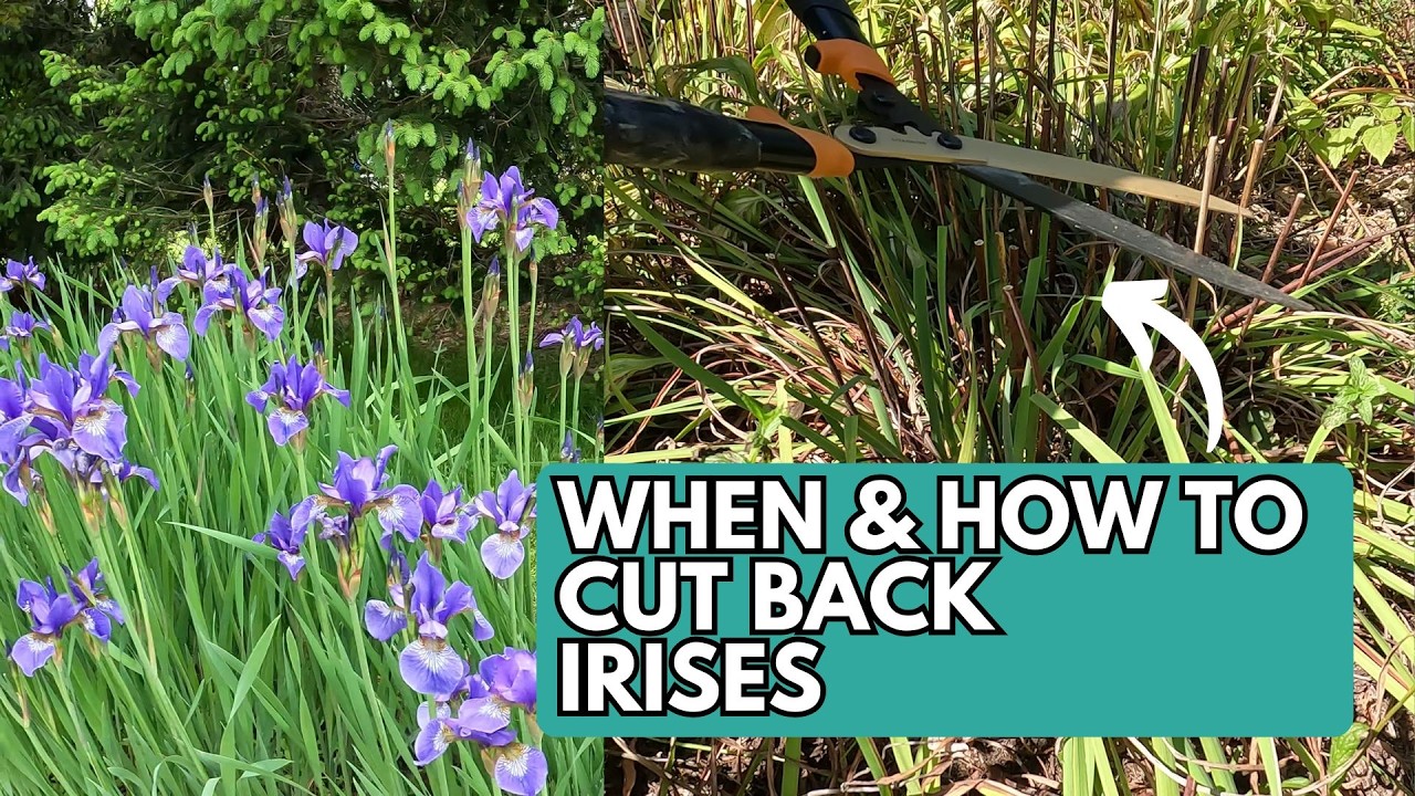 When and How to Cut Back Irises in the Fall | Prune Iris | Trim Iris | Iris Plant Care