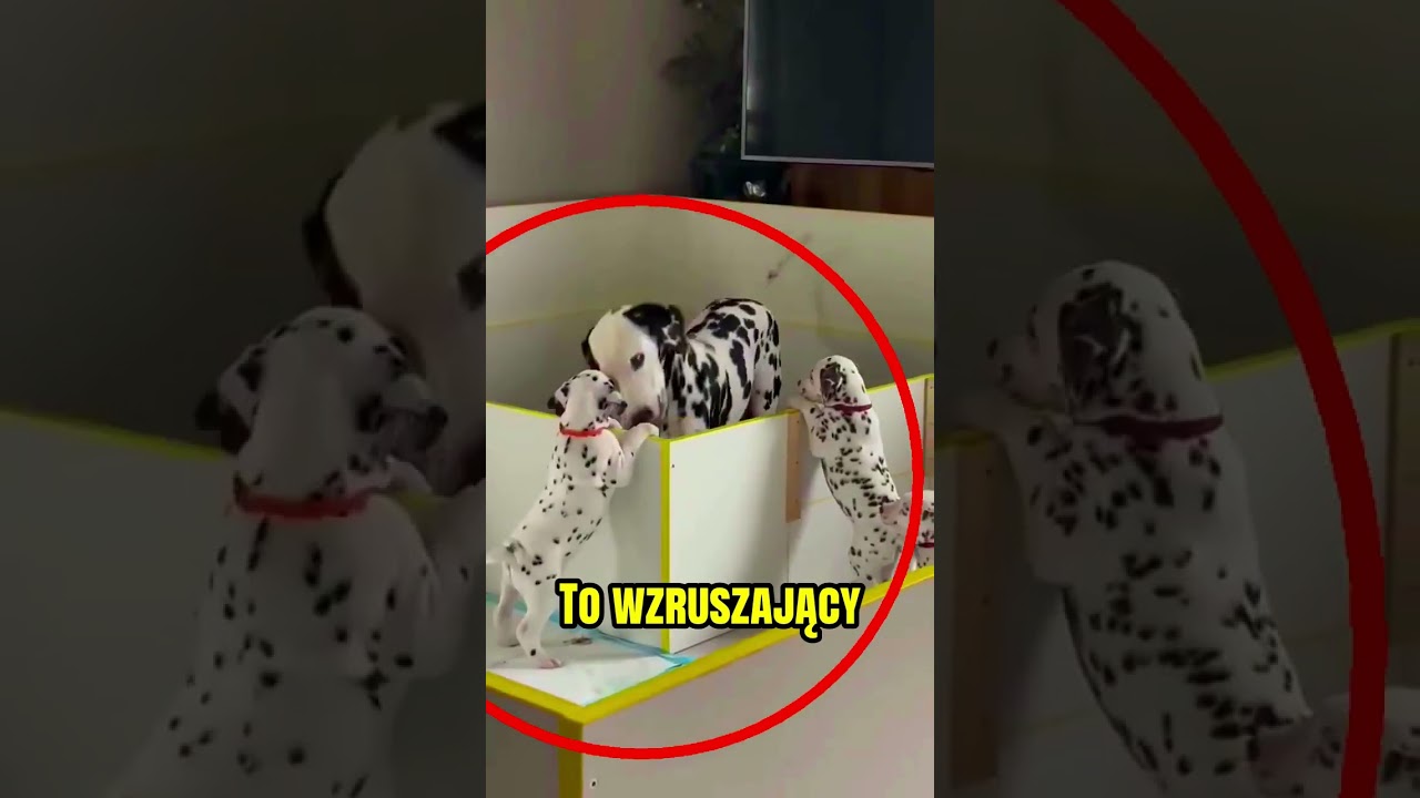Niesamowita lekcja dalmatyńczyka🥺❤️